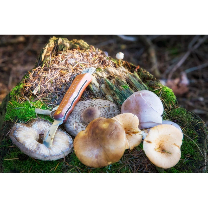 CAO Couteau à Champignons 4 CAO Couteau à Champignons – Image 2